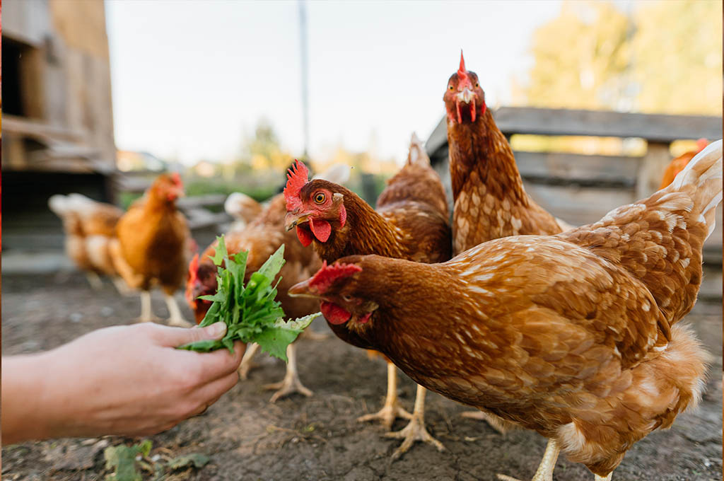 Animals at sanctuary